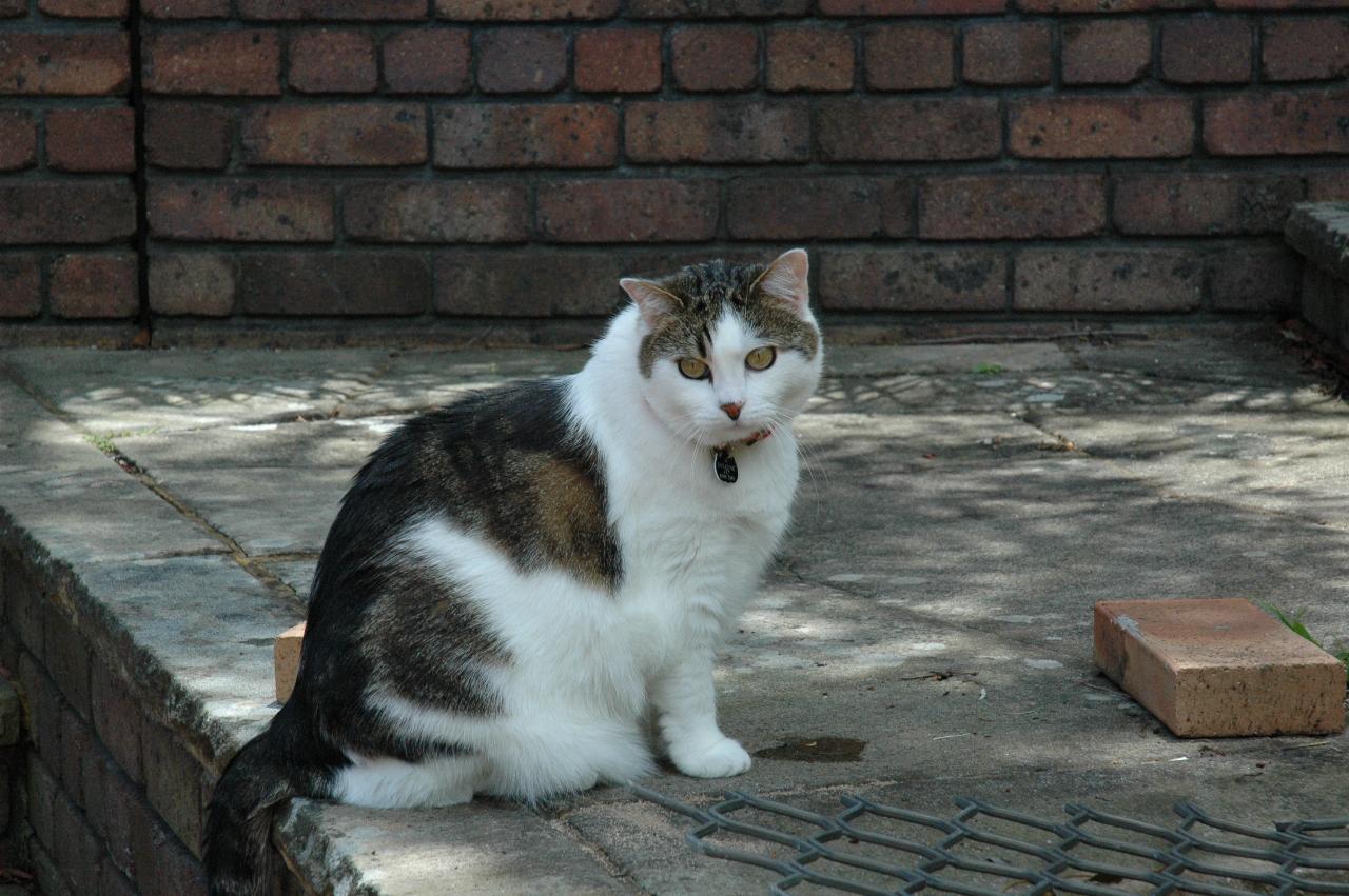 Charlie, Currey's cat celebrating Nat's return to London