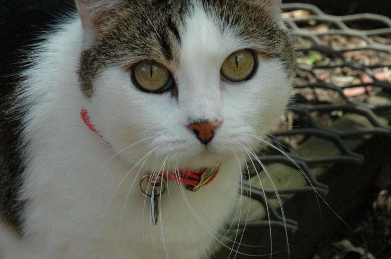 Charlie, Currey's cat celebrating Nat's return to London