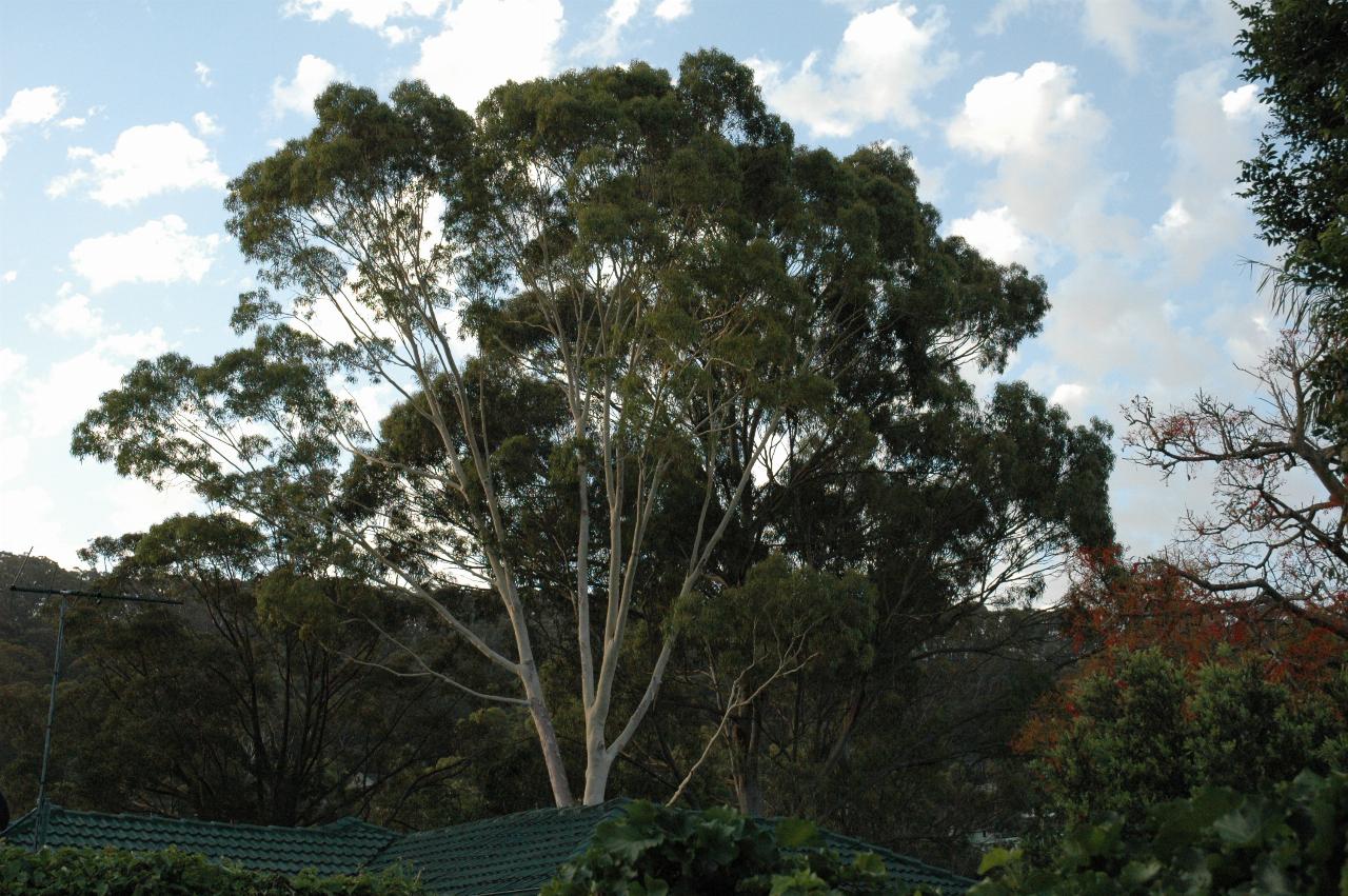 A fine gum tree at house behind Cameron & Michelle's at Woronora; after Christmas Eve Mass