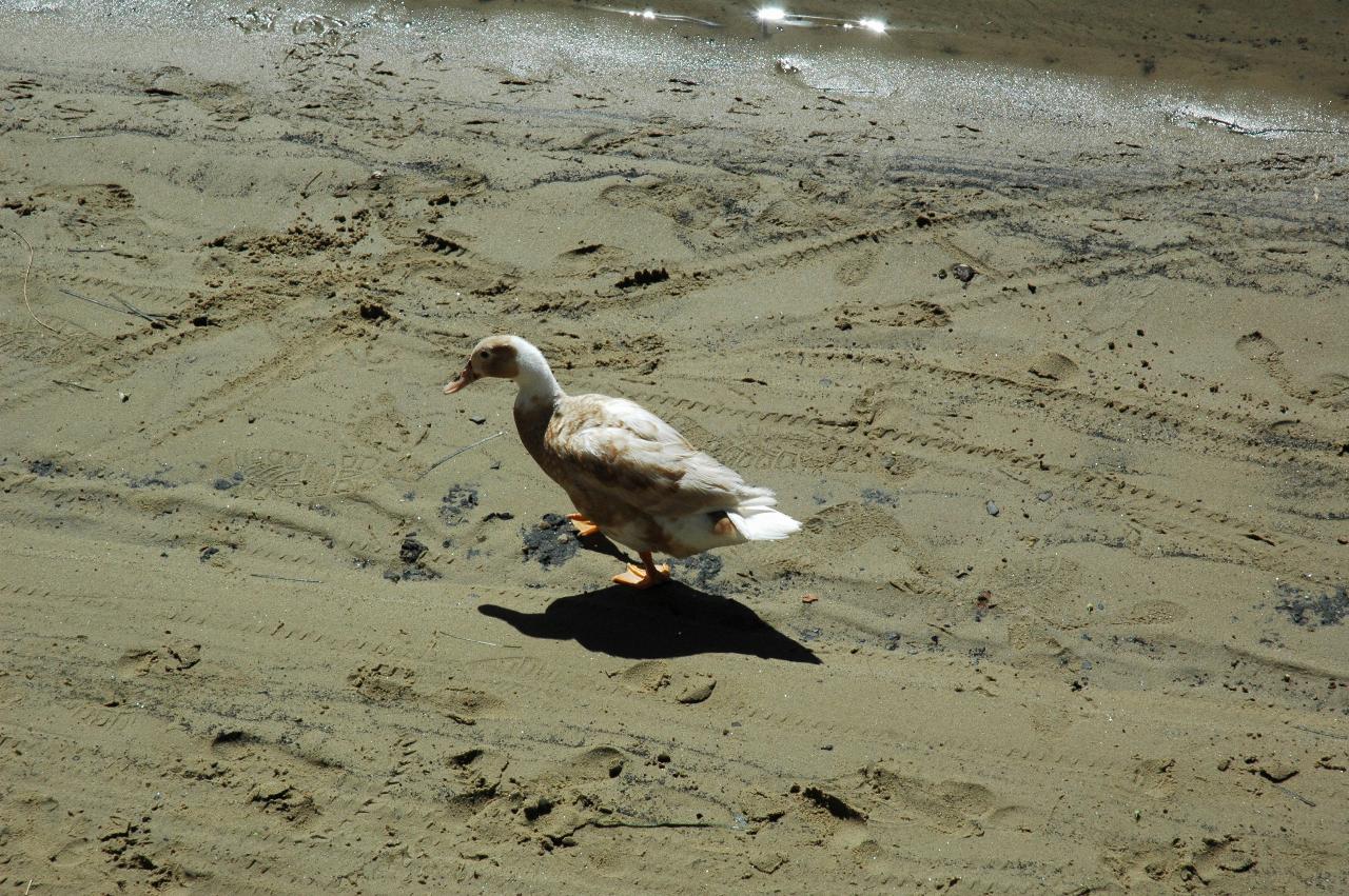 Duck on Crofts' beach at Woronora on Christmas morning