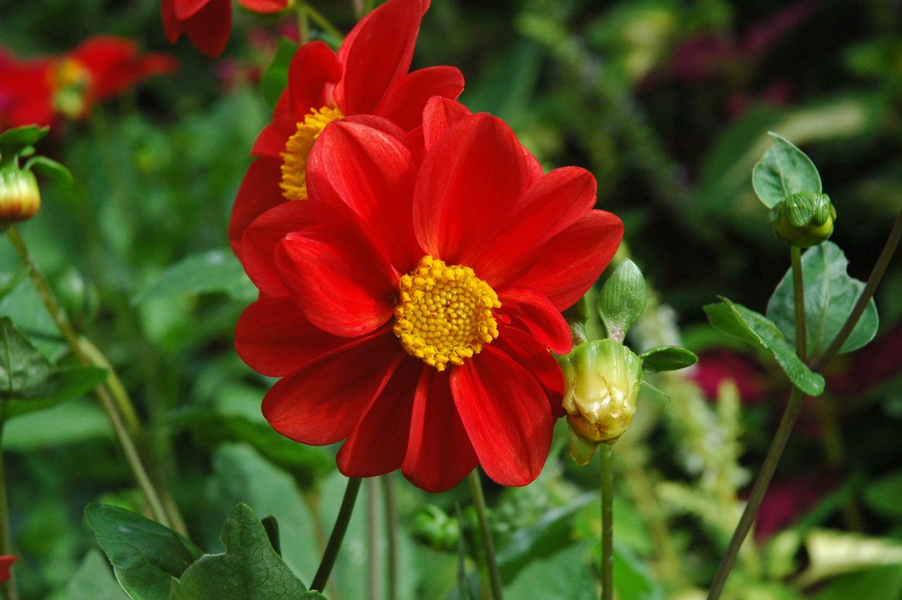 Flower at Ballard Locks