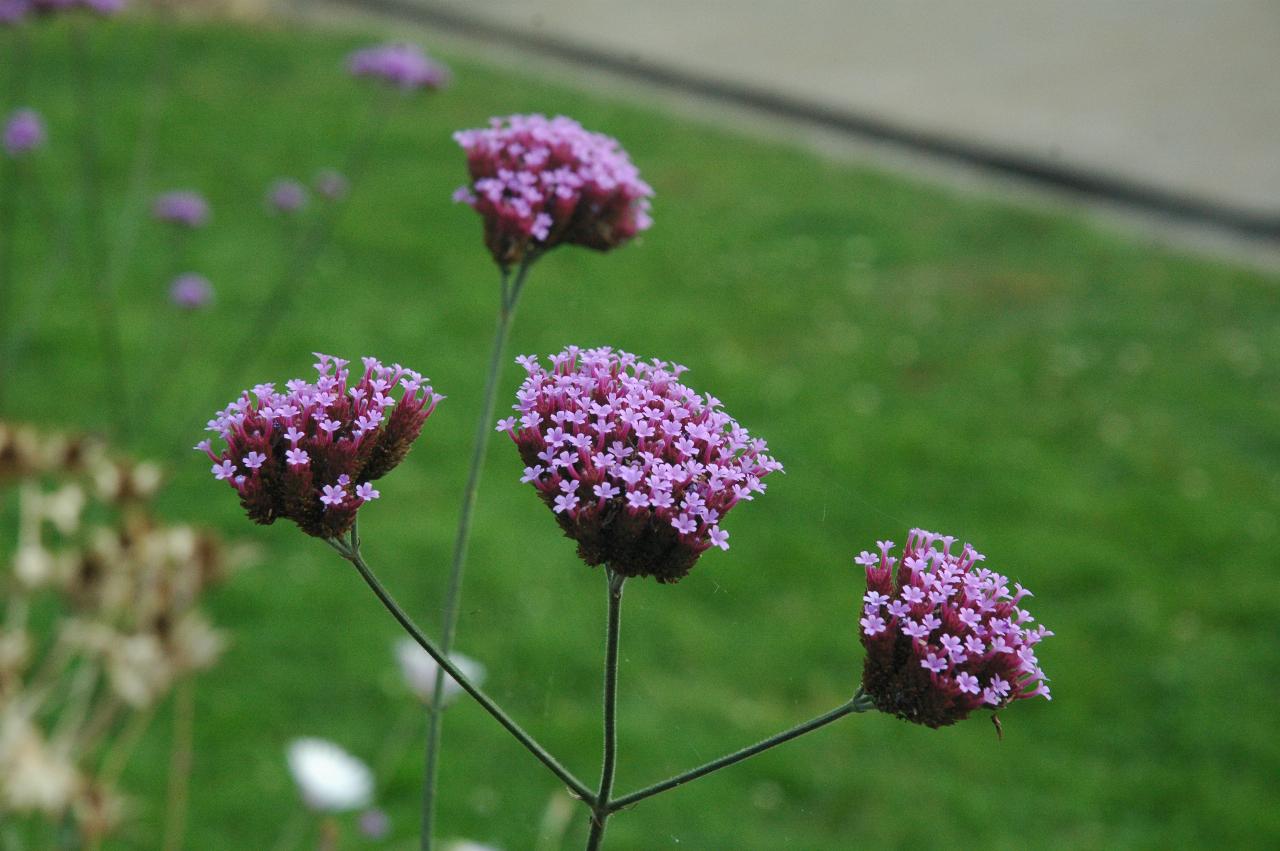 Flowers at Ballard Locks