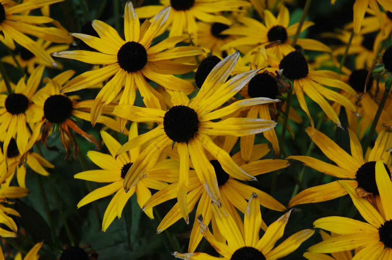 Flowers at Ballard Locks