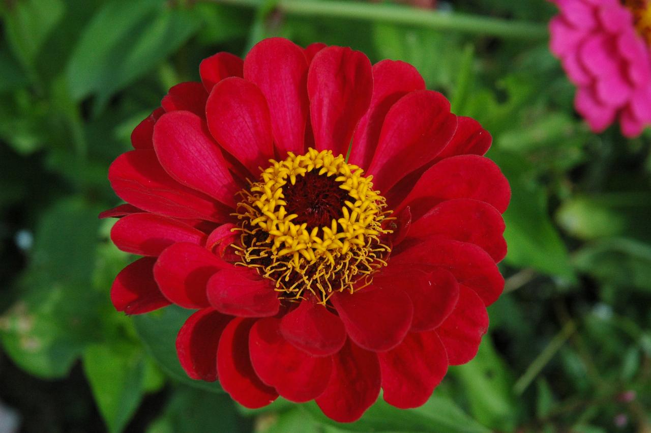 Flowers at Ballard Locks