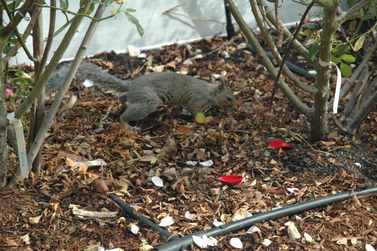 A squirrel rummaging around the gardens at Ballard Locks