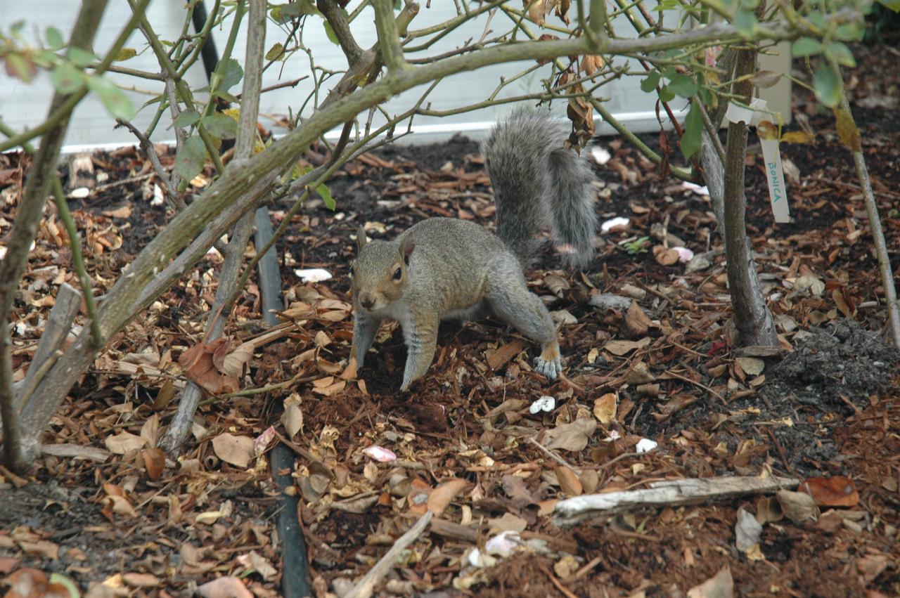 A squirrel rummaging around the gardens at Ballard Locks