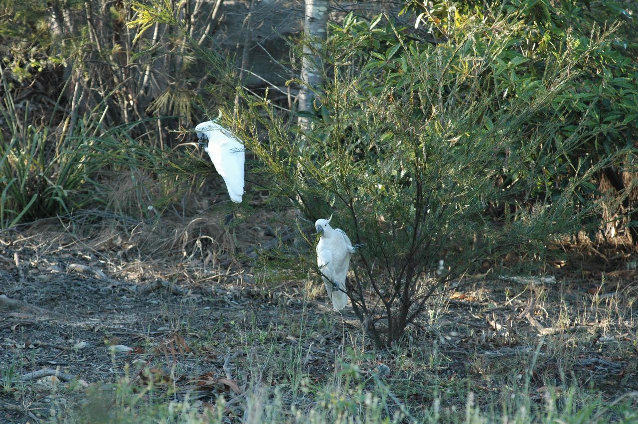 Cockatoos in the bushes behind Peter's Illawong home