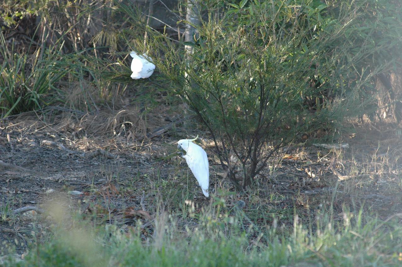 Cockatoos in the bushes behind Peter's Illawong home