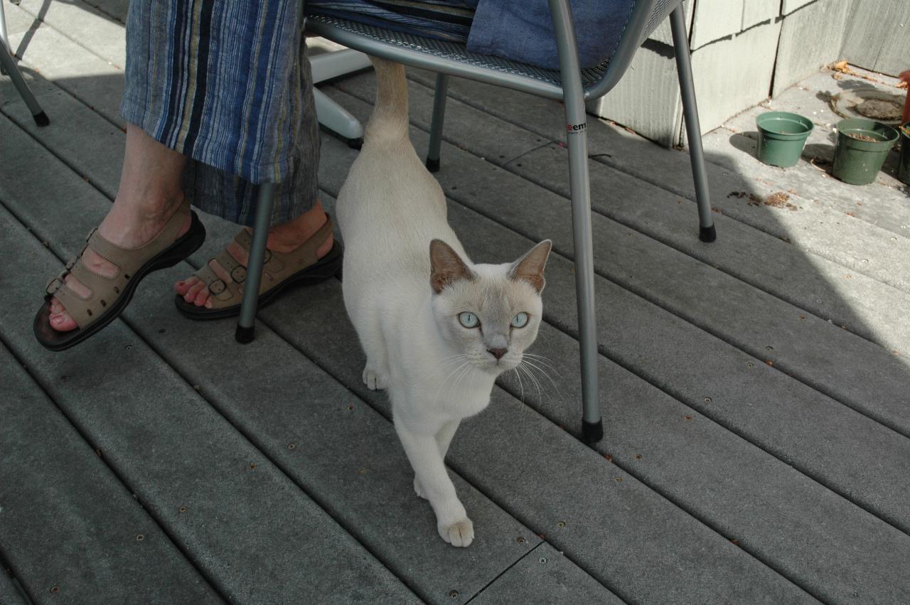 My farewell at Mary Hutton's: Mary's cat Jimi on the prowl