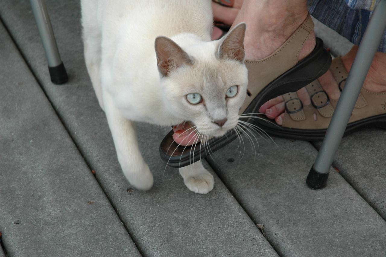 My farewell at Mary Hutton's: Mary's cat Jimi on the prowl