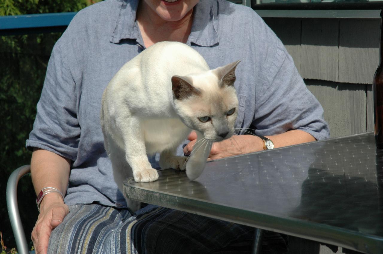 My farewell at Mary Hutton's: Mary's cat Jimi on Nancy's lap