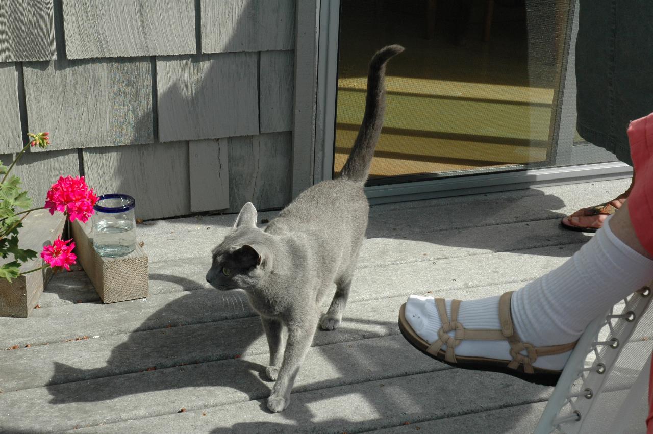 My farewell at Mary Hutton's: Mary's cat Ingo? comes to investigate