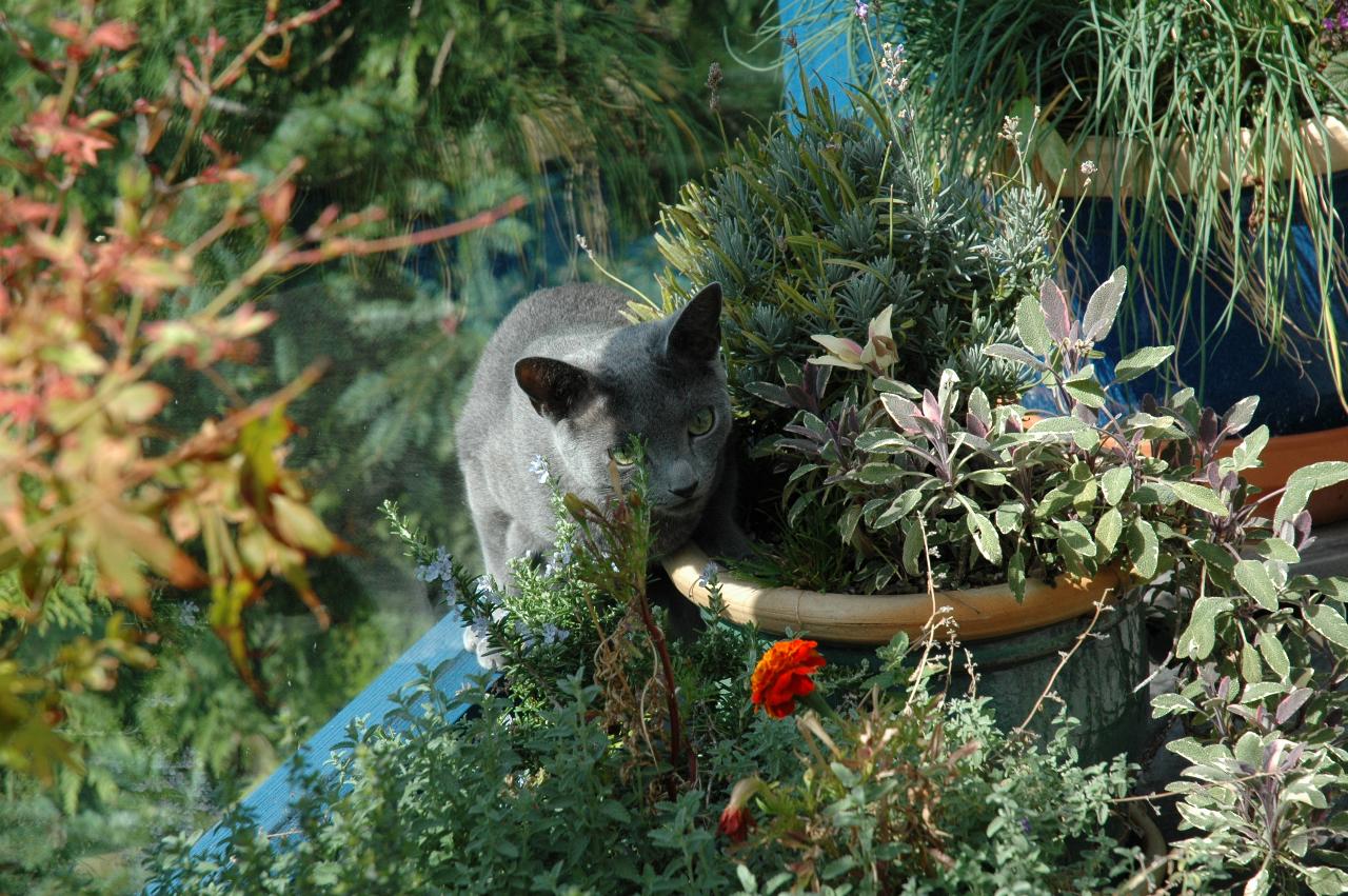 My farewell at Mary Hutton's: Mary's cat Ingo? checking out the plants