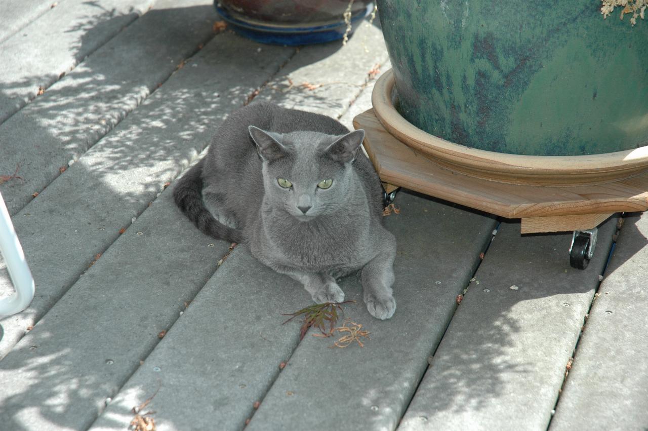 My farewell at Mary Hutton's: Mary's cat Ingo?