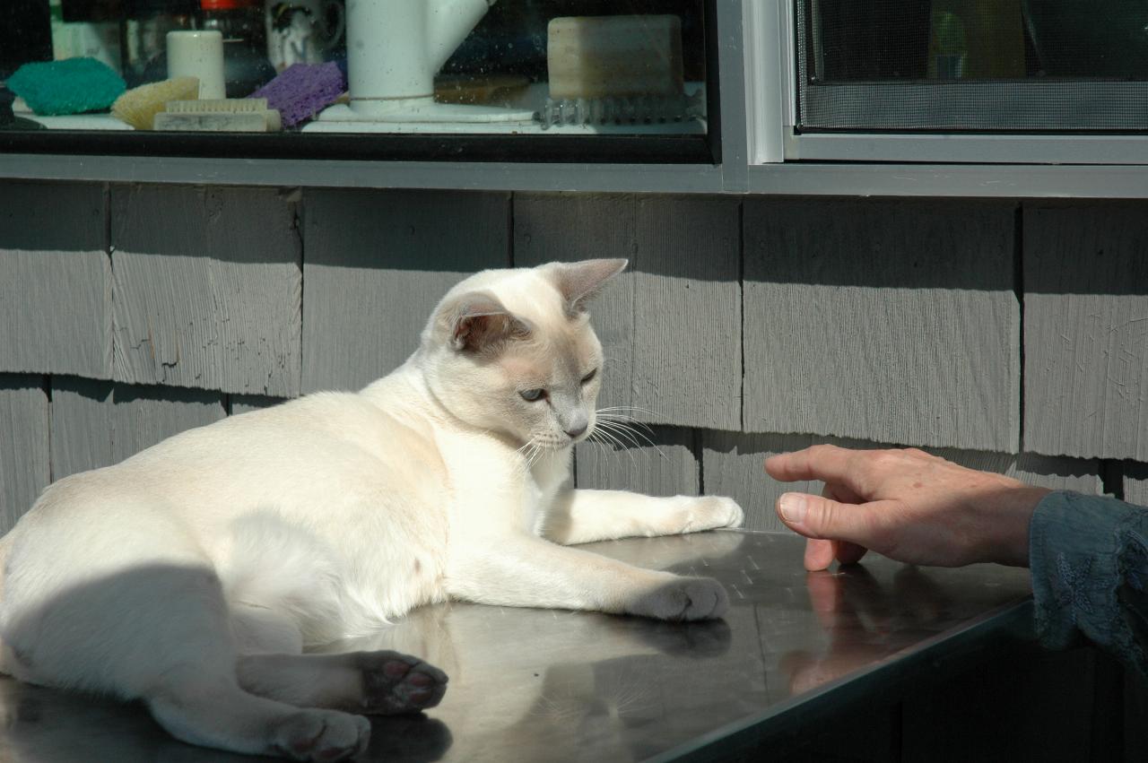 My farewell at Mary Hutton's: Mary's cat Jimi