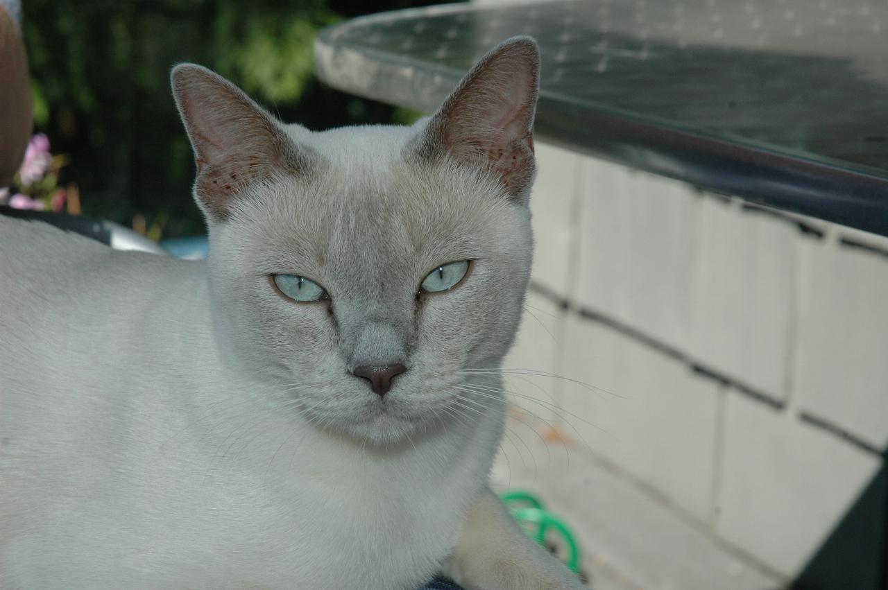 My farewell at Mary Hutton's: Mary's cat Jimi