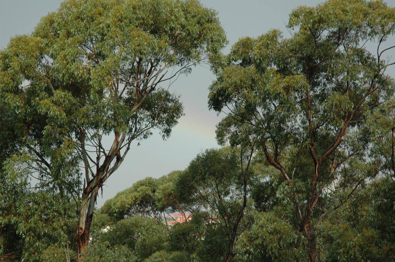 Rainbow as seen from Peter & Yvonne's patio