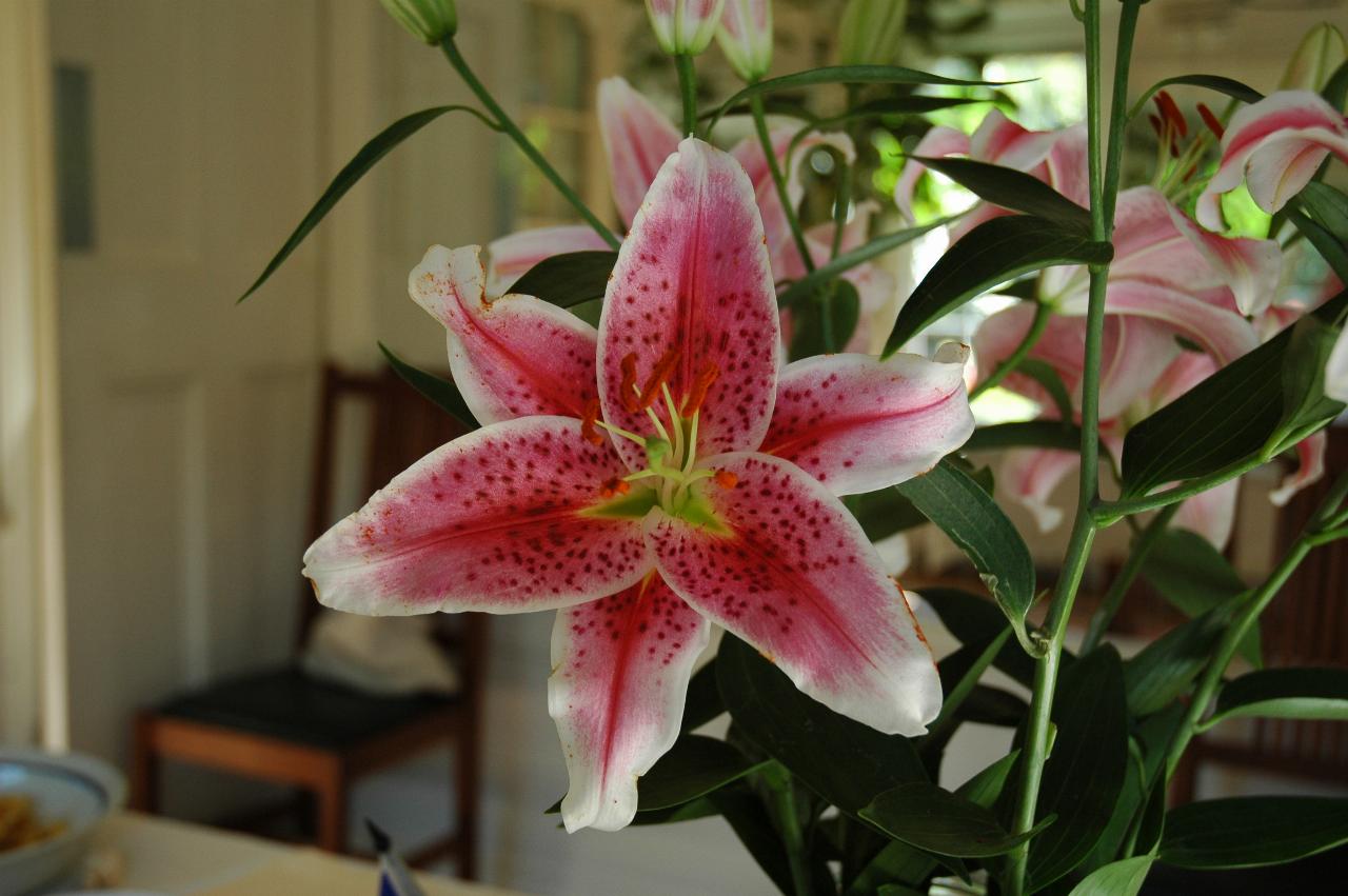 KPLU Quebec Tour reunion at Dallaire's home: flower on table