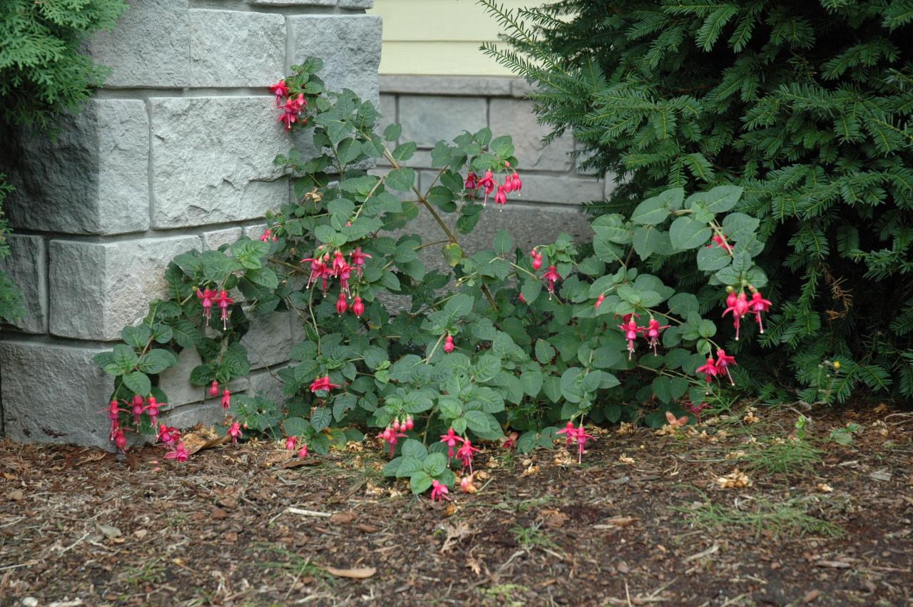 Judy's present for my 50th birthday - a fuscia which must stay