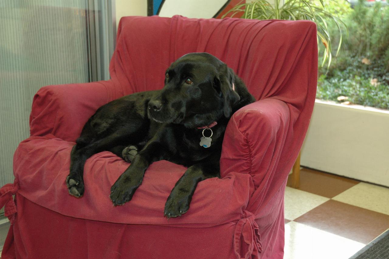 Jeannie Virgin's (barber) black labrador \