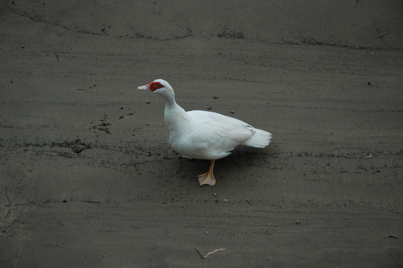 Duck coming to investigate Flynn's delayed, second birthday at Woronora