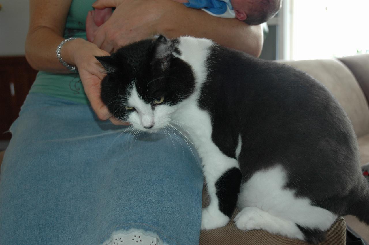 Lenny The Cat with Kelly and Cooper - Lenny is much bigger than 6 day old Cooper