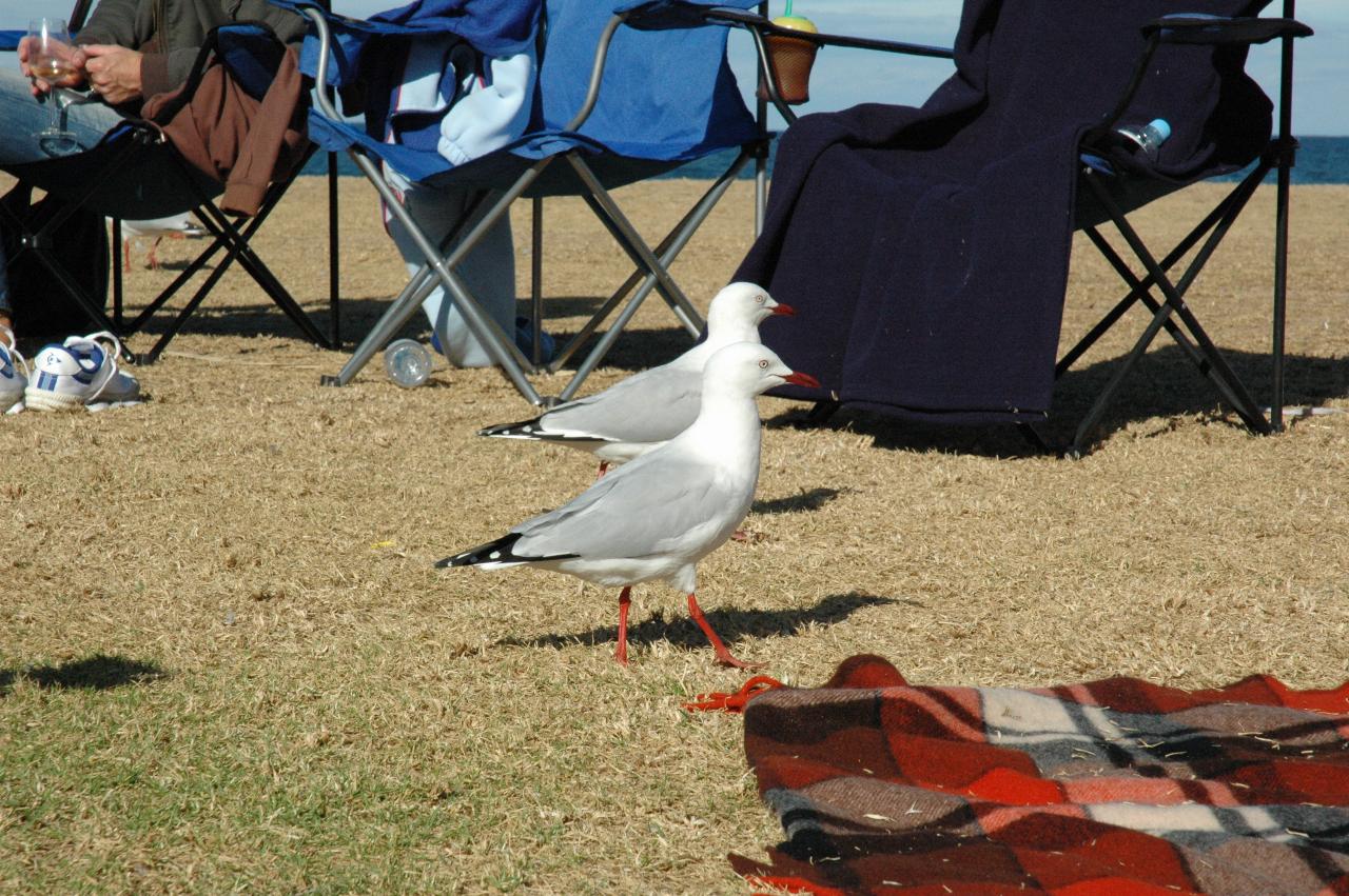 Mother's Day at Thirroul: Seagulls are quite adjusted to humans