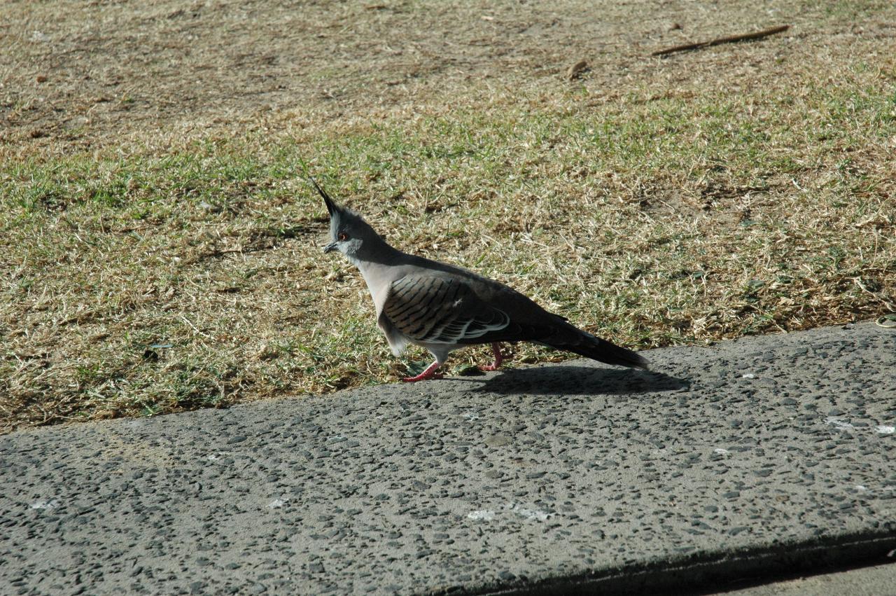 Mother's Day at Thirroul: A plover?