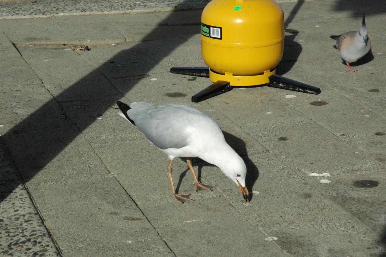 Mother's Day at Thirroul: This seagull knows where to look for food