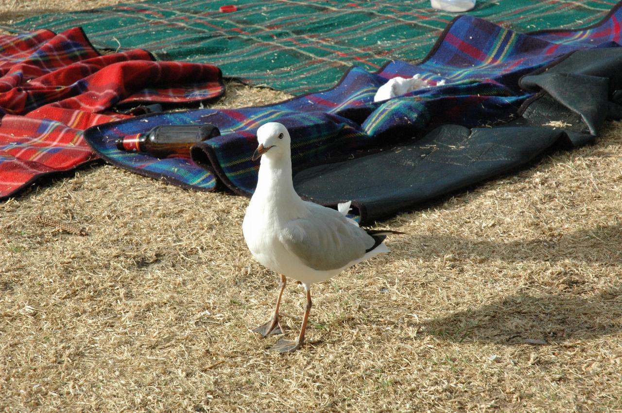 Mother's Day at Thirroul: This seagull knows where to look for food