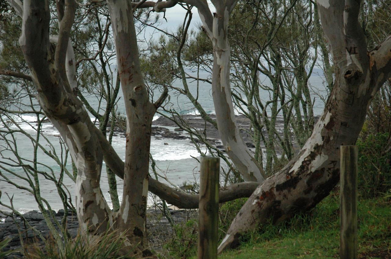 Trees at Bendalong Point