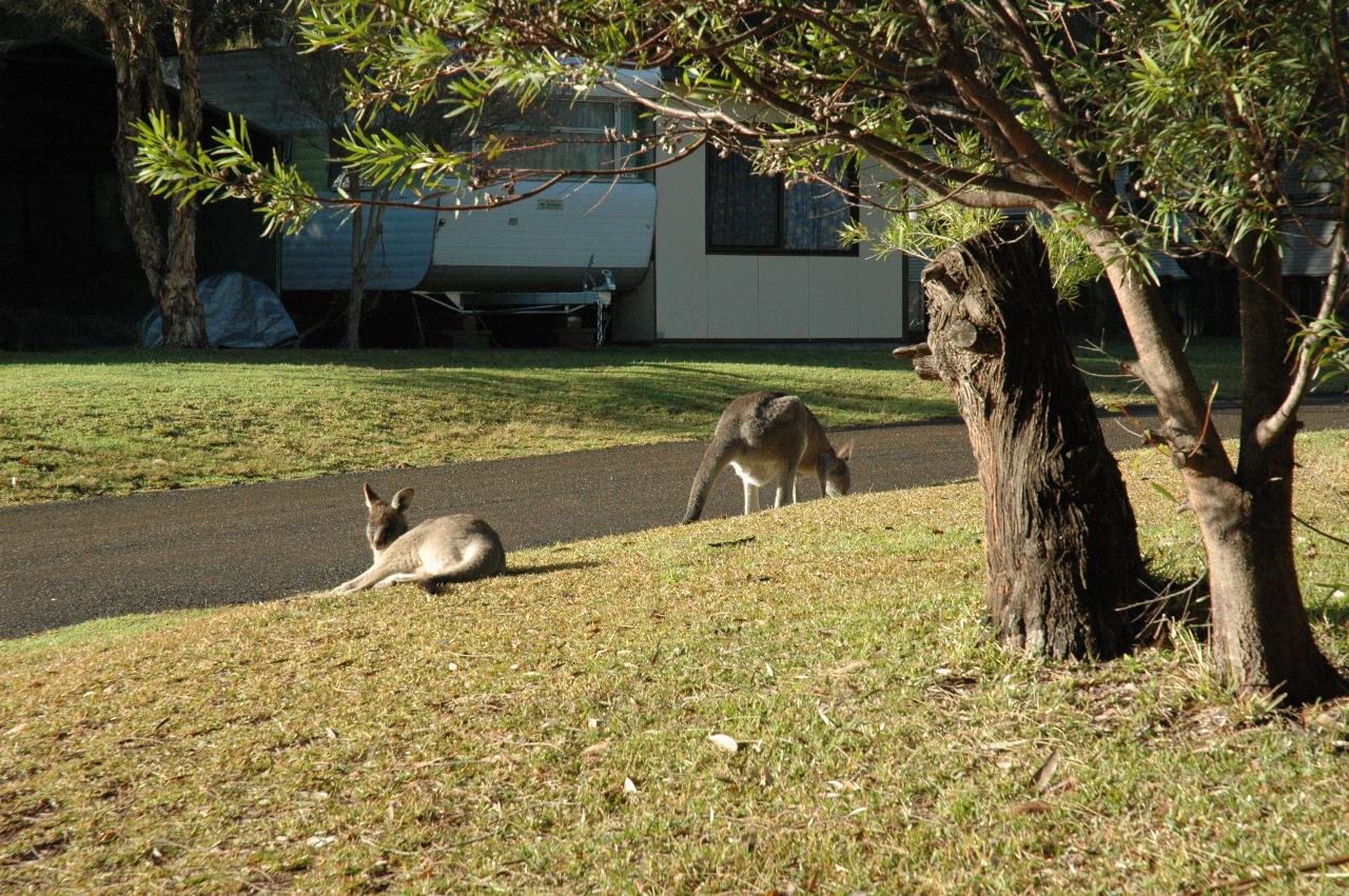 Mother and child kangaroo at Bendalong Tourist Park