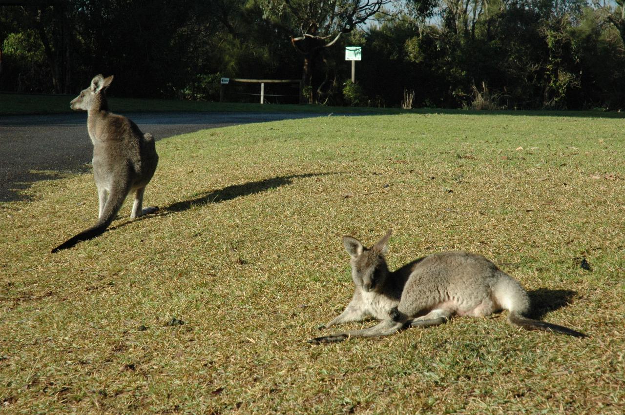 Mother and child kangaroo at Bendalong Tourist Park