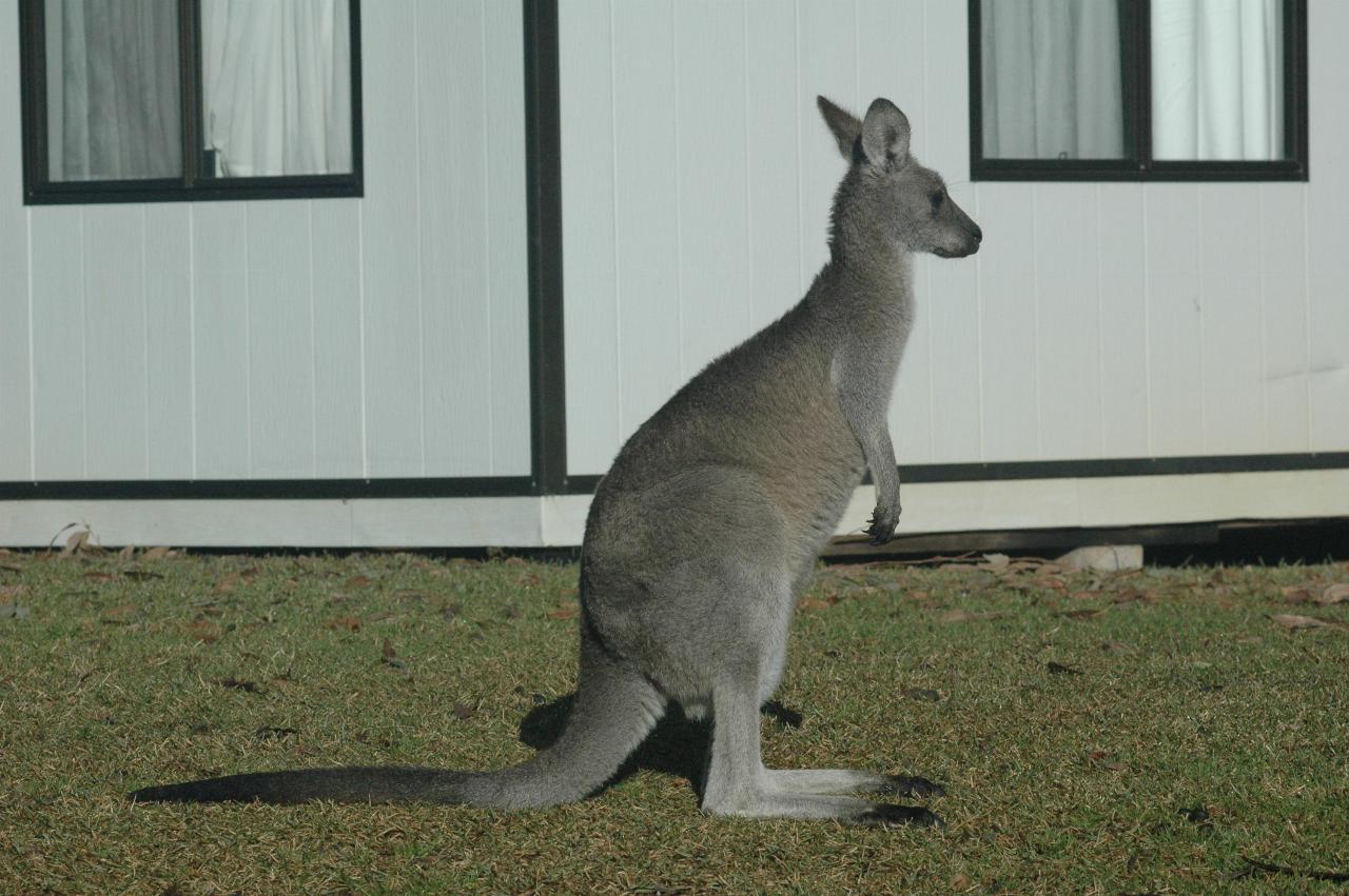 Mother kangaroo at Bendalong Tourist Park