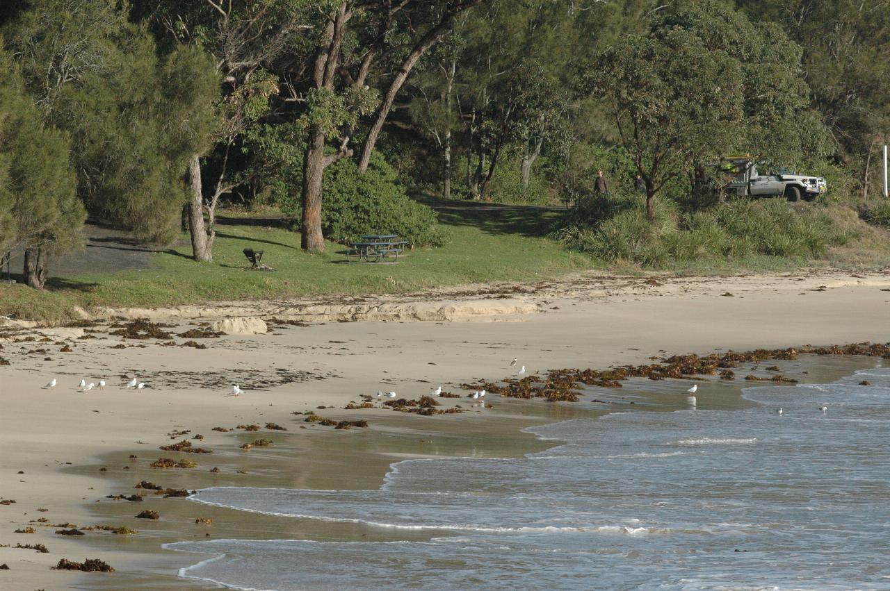 Seagulls on Boat Harbour Beach, Bendalong