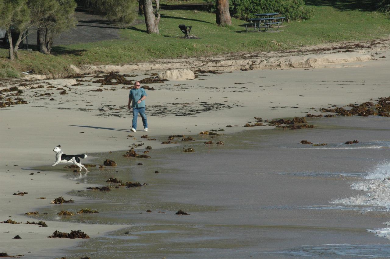 A happy dog on Boat Harbour Beach, Bendalong