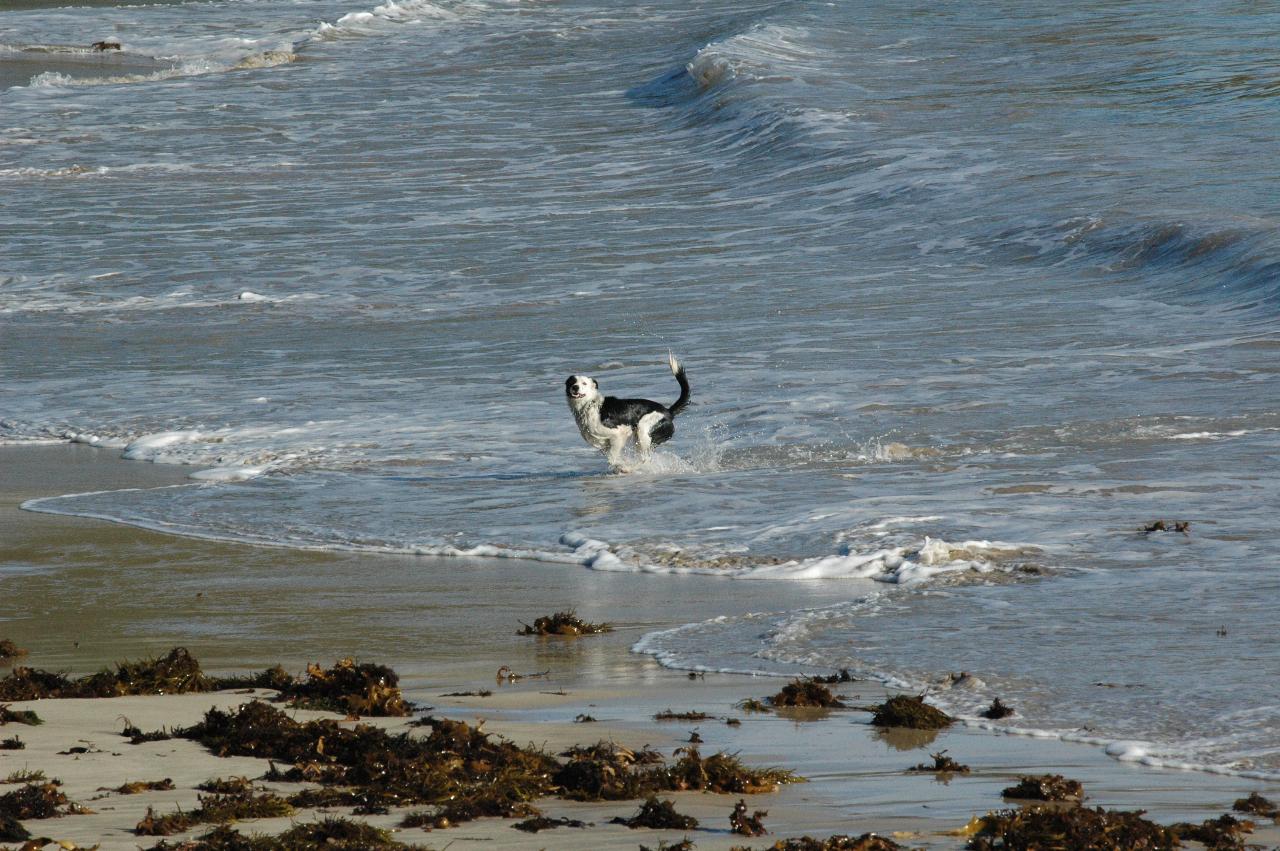 A happy dog on Boat Harbour Beach, Bendalong