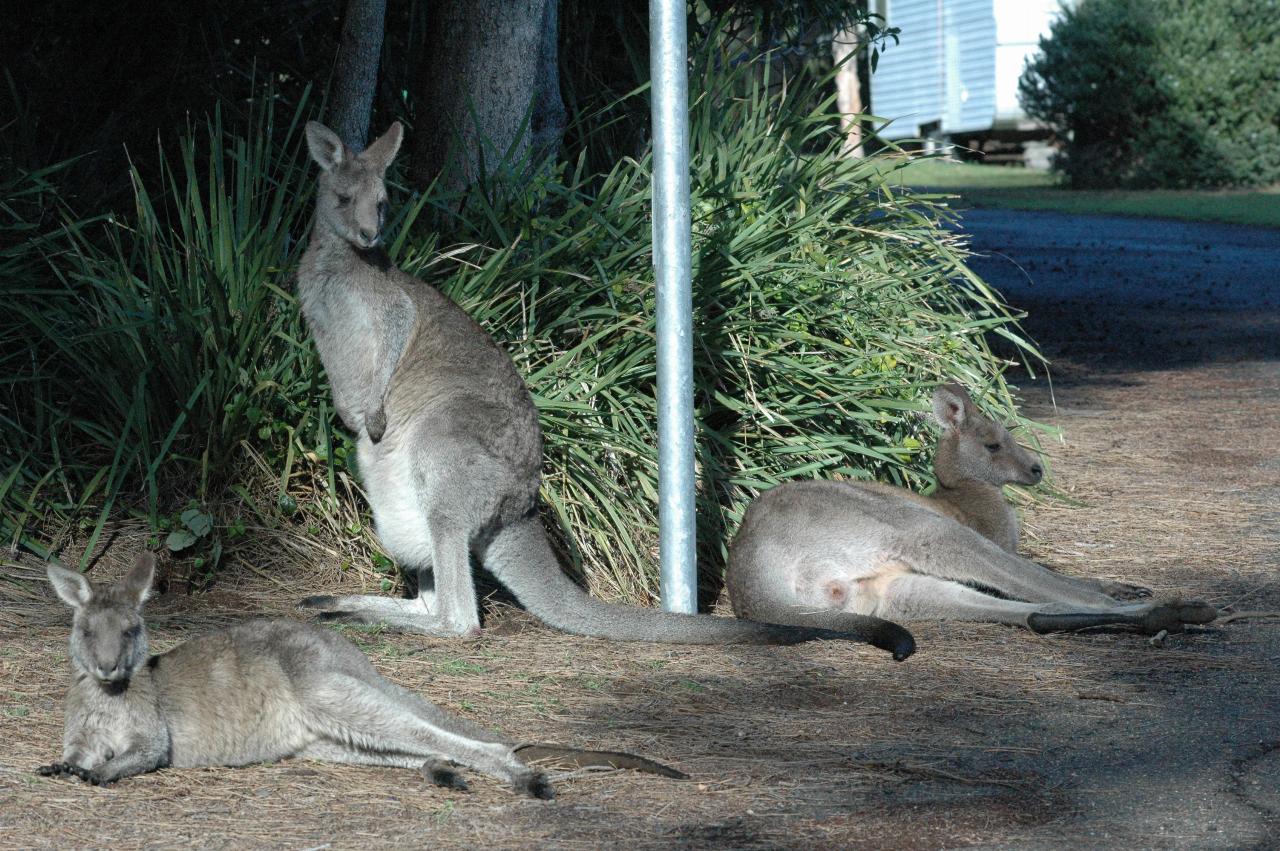 Kangaroo family at Bendalong Tourist Park