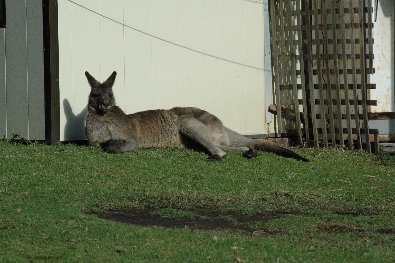 Head of the kangaroo family at Bendalong Tourist Park