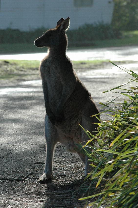 Mother kangaroo at Bendalong Tourist Park