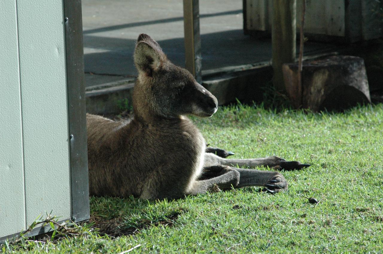 Head of the kangaroo family at Bendalong Tourist Park