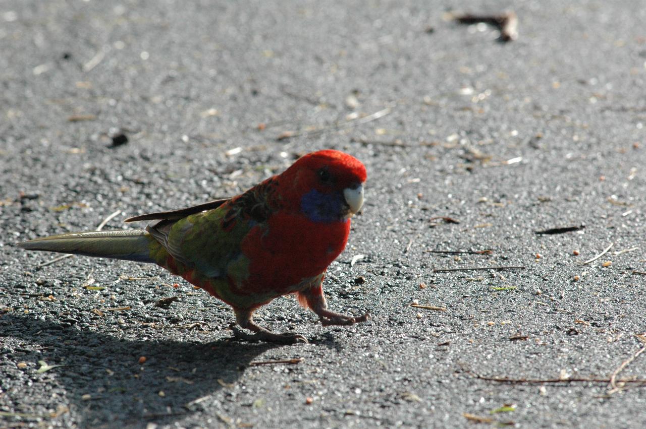 Rosella at Bendalong Tourist Park looking for food on the road