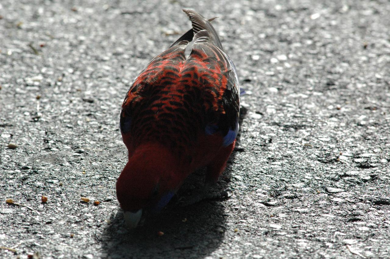 Rosella at Bendalong Tourist Park looking for food on the road