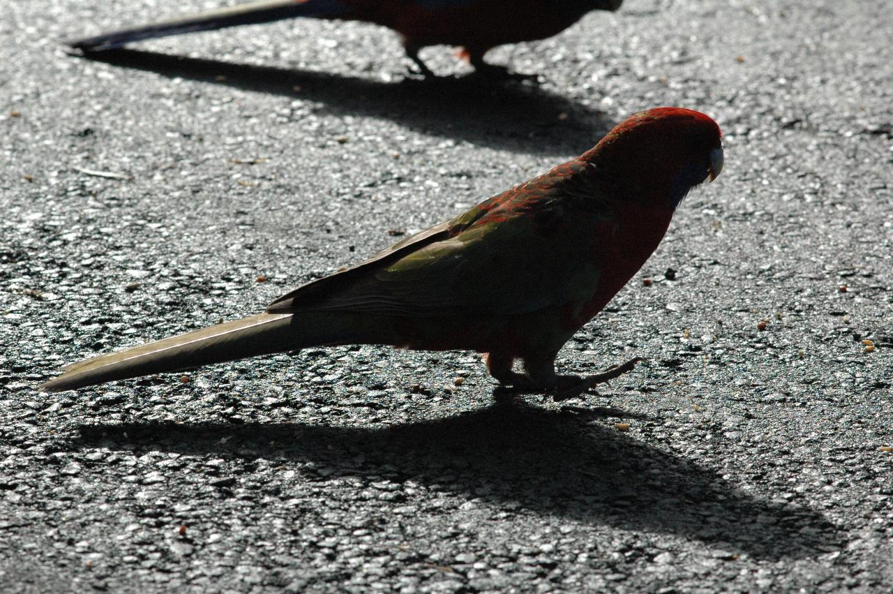 Rosella at Bendalong Tourist Park looking for food on the road