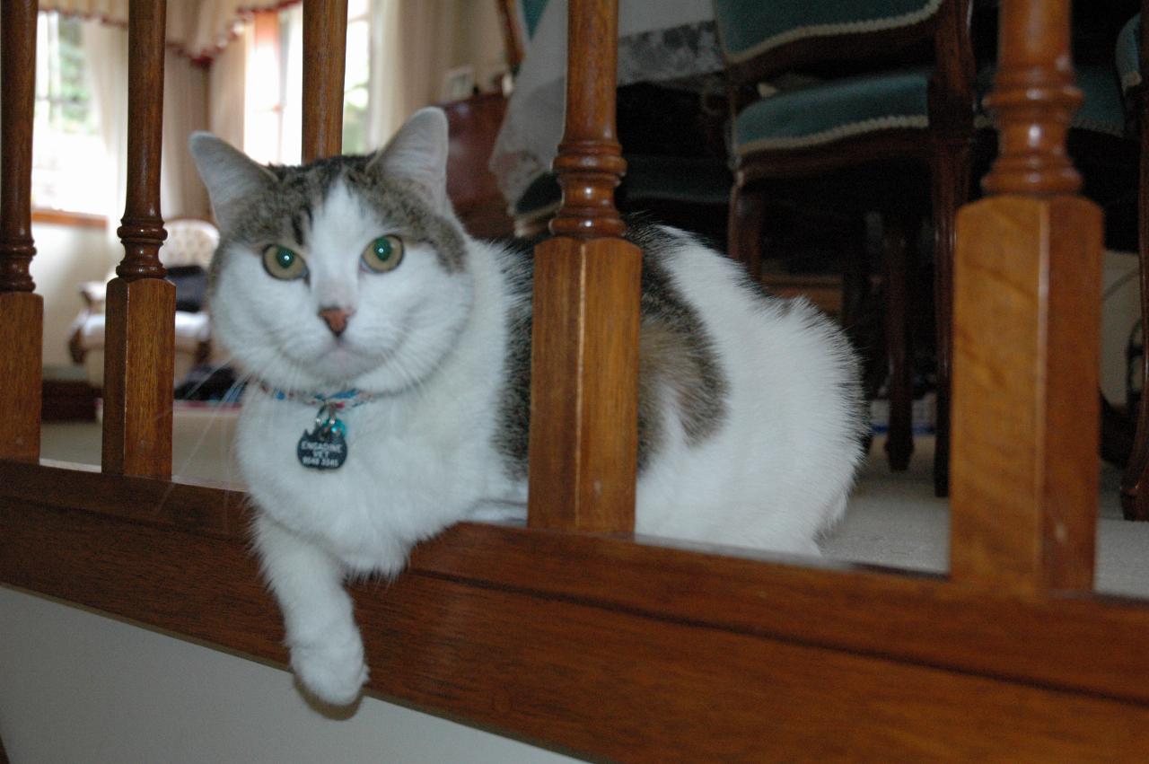 Charlie the cat checking out the stairs, at Currey's Engadine