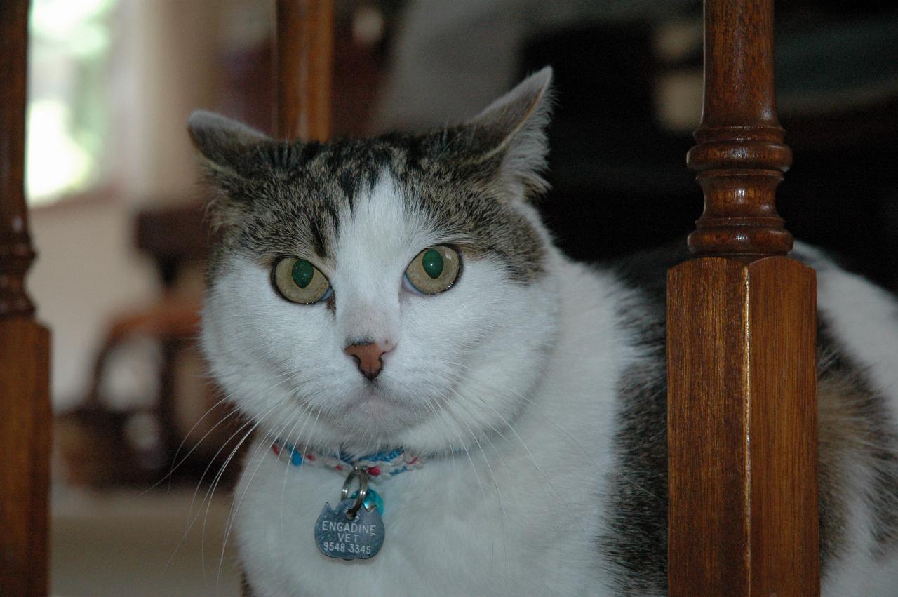 Charlie the cat checking out the stairs, at Currey's Engadine