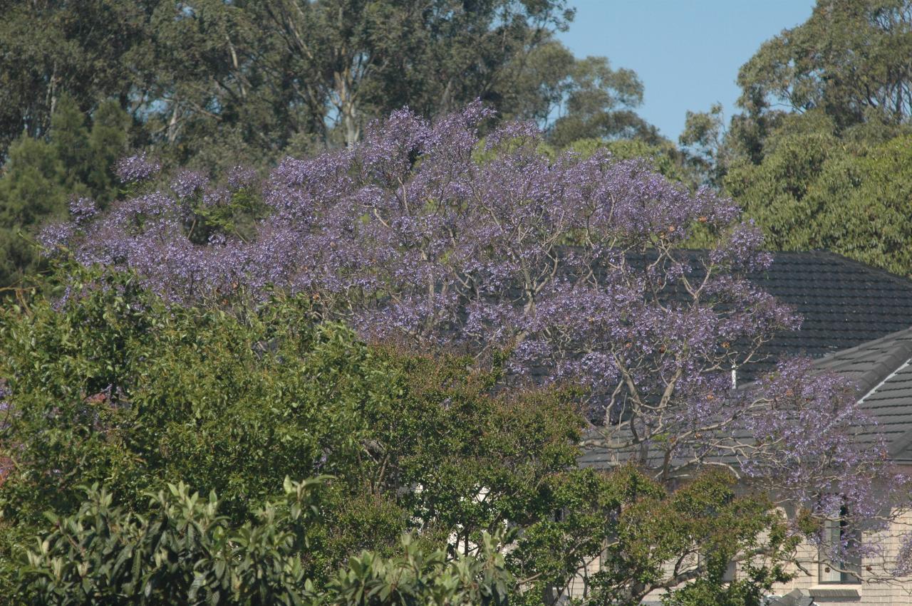 Jacaranda trees are in bloom - house in Halcyon Ave, Padstow