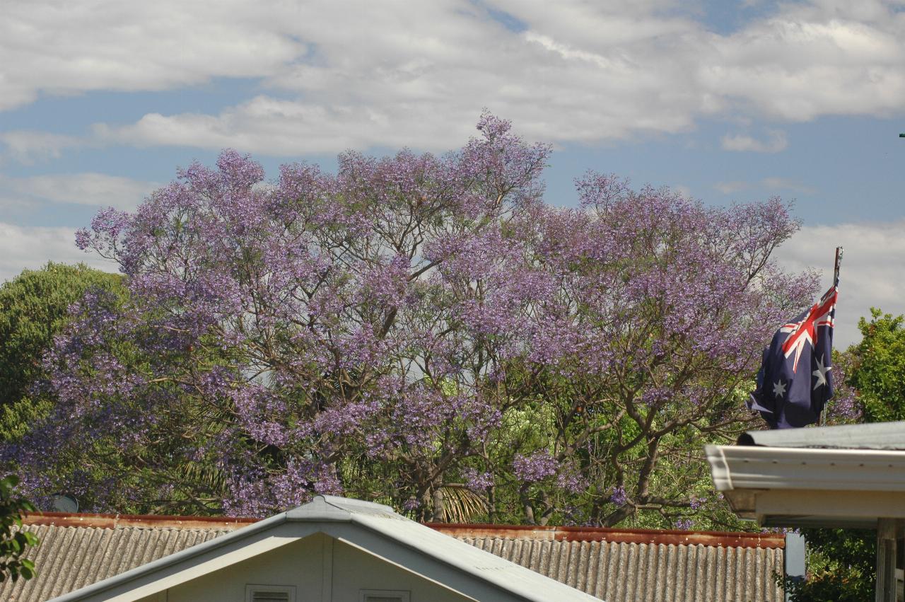 Jacaranda trees are in bloom - house in Gibson Ave, Padstow