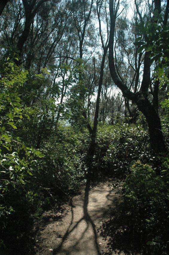 Bush track near One Tree Beach, Bendalong