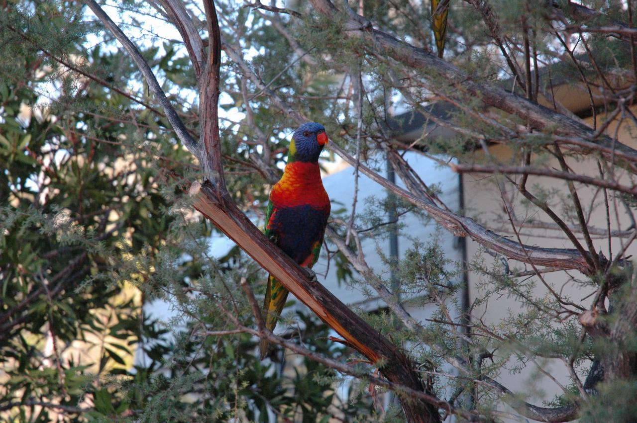 Colorful birds in the tree outside Peter & Yvonne's van at Bendalong